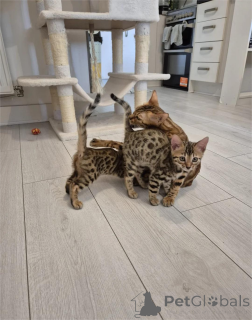 Photo №1. bengal - à vendre en ville de Bruil | 350€ | Annonce № 153367