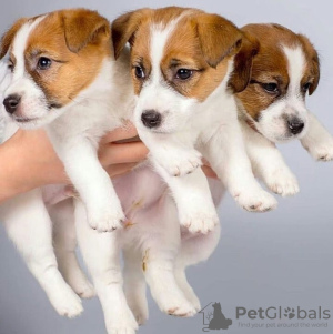 Photo №1. jack russell terrier - à vendre en ville de Эспоо | négocié | Annonce №123601