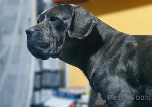Photo №2 de l'annonce № 135431 de la vente cane corso - acheter à Allemagne annonce privée