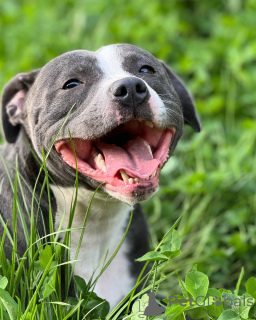 Photo №3. Beauté bleue avec cœur Superbe chiot Staffordshire Bull Terrier. France