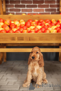 Photo №4. Je vais vendre cocker spaniel anglais en ville de Minsk. de la fourrière, éleveur - prix - 1500€