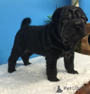 Photo №1. shar pei - à vendre en ville de Dornbirn | 300€ | Annonce №168086