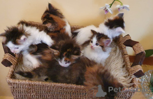 Photo №4. Je vais vendre maine coon en ville de Täby. annonce privée, éleveur - prix - 1000€