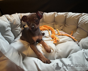 Photo №3. Ratler-Mädchen. Allemagne