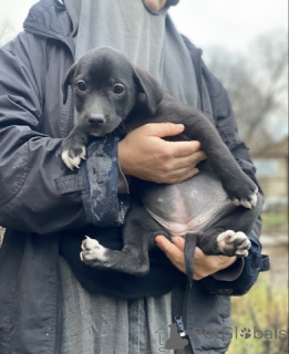 Photo №1.  - à vendre en ville de Rivière moscou | 0€ | Annonce №159074