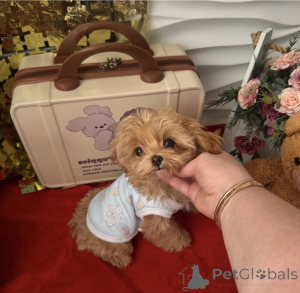 Photo №3. Elite Maltipoo mini micro Asie. Biélorussie