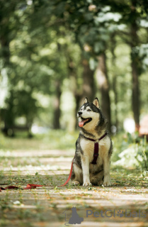 Photo №3. Kanzi cherche une maison. Entre de bonnes mains.. Fédération de Russie
