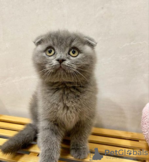 Photo №1. scottish fold - à vendre en ville de Rochefort | Gratuit | Annonce № 128884