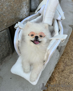 Photo №2 de l'annonce № 166384 de la vente spitz nain - acheter à USA éleveur