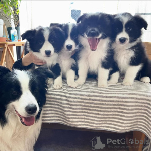 Photo №1. border collie - à vendre en ville de Berlin | 950€ | Annonce №99476