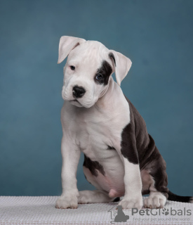 Photos supplémentaires: De merveilleux chiots Amstaff attendent leurs propriétaires, élevage 