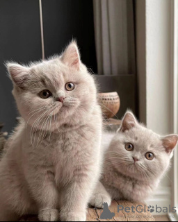 Photo №1. british shorthair - à vendre en ville de Helsinki | Gratuit | Annonce № 127456