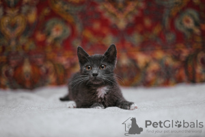 Photos supplémentaires: Le chaton fumé Funtik cherche un foyer !