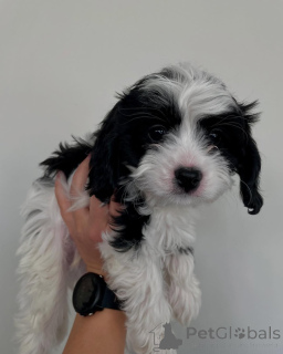 Photo №1. cavalier king charles spaniel - à vendre en ville de Tandel | négocié | Annonce №158450