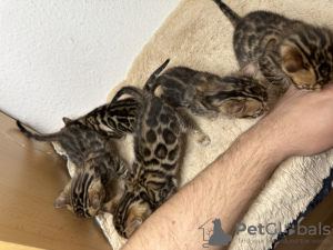 Photos supplémentaires: Magnifiques chatons bengals