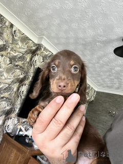 Photo №4. Je vais vendre teckel en ville de Bremen. annonce privée - prix - 1500€