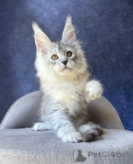 Photo №2 de l'annonce № 169877 de la vente maine coon - acheter à Allemagne éleveur