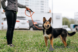 Photo №2 de l'annonce № 75953 de la vente chien bâtard - acheter à Fédération de Russie annonce privée