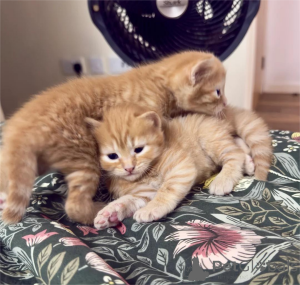 Photo №1. british shorthair - à vendre en ville de Bergkamen | 350€ | Annonce № 153366