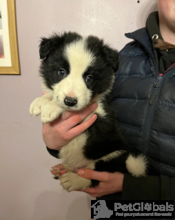 Photo №3. Border Collie Pups. La finlande