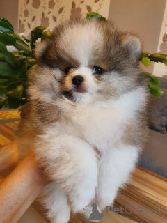 Photo №1. spitz nain - à vendre en ville de Aurich | négocié | Annonce №166156