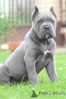 Photo №3. Chiots Cane Corso de qualité supérieure. Serbie
