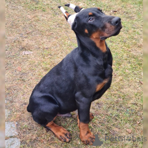 Photo №1. dobermann - à vendre en ville de Munich | 900€ | Annonce №149002