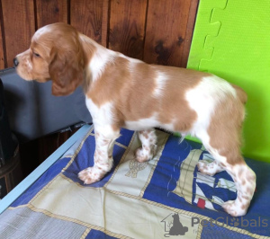 Photo №3. Vente de chiots bretons Epanyol de parents certifiés. Ukraine
