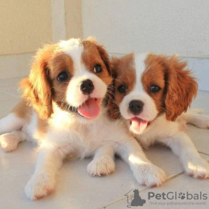 Photo №1. cavalier king charles spaniel - à vendre en ville de Passau | Gratuit | Annonce №129940