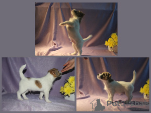 Photos supplémentaires: Chiots Jack Russell Terrier à vendre