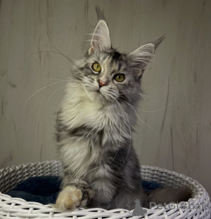 Photo №2 de l'annonce № 161214 de la vente maine coon - acheter à USA éleveur