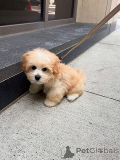 Photo №2 de l'annonce № 161562 de la vente  - acheter à USA 