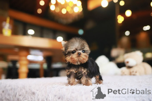 Photo №3. Dean Janet Kay Puppies House. USA