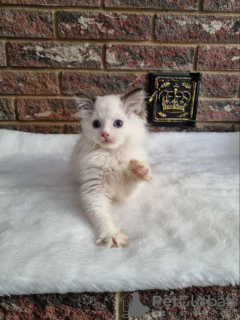 Photo №4. Je vais vendre ragdoll en ville de Сквира. de la fourrière - prix - négocié