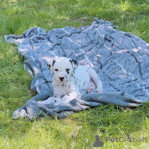 Photo №3. Chiots mâles et femelles prêts à être adoptés. Allemagne