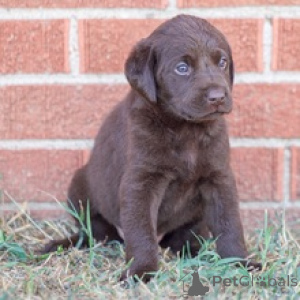 Photo №4. Je vais vendre labrador retriever en ville de Berlin. annonce privée - prix - 500€