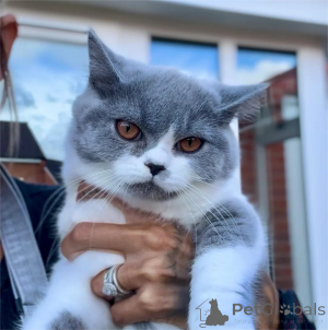 Photo №1. british shorthair - à vendre en ville de Dahme-sprewald | 350€ | Annonce № 153578