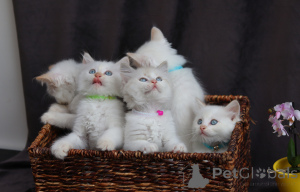 Photo №3. Les chatons merveilleux sont prêts à transférer de nouveaux propriétaires pour. Suisse