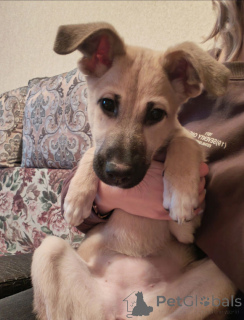 Photo №3. Lucy, un chiot qui veut vraiment appartenir à quelqu'un. Fédération de Russie