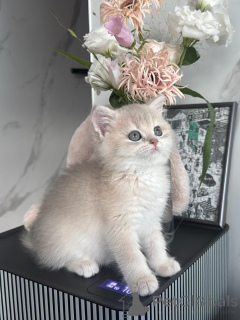 Photo №1. british shorthair - à vendre en ville de Biefeld | négocié | Annonce № 175111