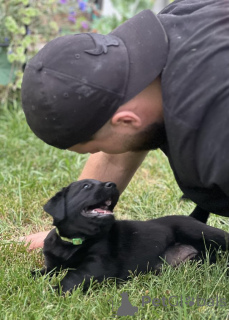 Photo №2 de l'annonce № 146093 de la vente labrador retriever - acheter à USA annonce privée, de la fourrière, de l'abri, éleveur