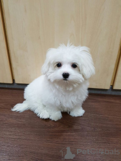 Photo №3. Szczenięta maltańczyka Tasse à thé do adopcji. Pologne