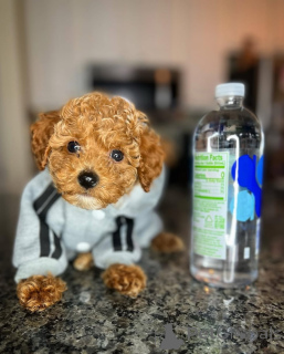 Photo №1. caniche (jouet) - à vendre en ville de Helsinki | 500€ | Annonce №164032