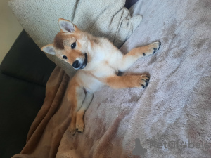 Photo №1. shiba - à vendre en ville de Varsovie | négocié | Annonce №117505