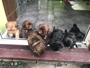 Photo №1. shih tzu - à vendre en ville de Mariimpole | 450€ | Annonce №158977