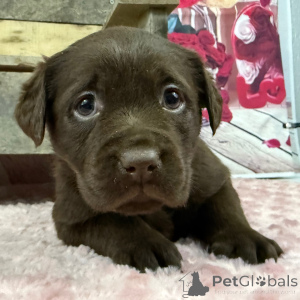 Photo №2 de l'annonce № 163937 de la vente labrador retriever - acheter à La Grande-Bretagne annonce privée