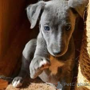 Photo №4. Je vais vendre petit lévrier italien en ville de Londres.  - prix - négocié