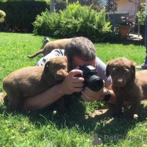 Photo №1. retriever de la baie de chesapeake - à vendre en ville de Berlin | Gratuit | Annonce №126917