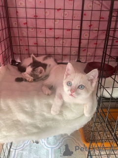 Photo №4. Je vais vendre  en ville de Rivière moscou.  - prix - Gratuit