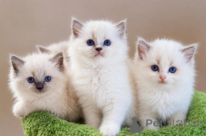 Photo №1. ragdoll - à vendre en ville de Difficulté | négocié | Annonce № 173275